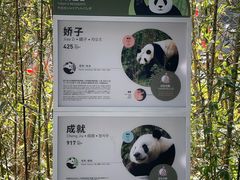 -都江堰中华大熊猫苑