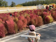 -天津东丽湖风景区