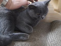 -猫和宫(六道口店)