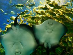 -芜湖新华联大白鲸海洋公园