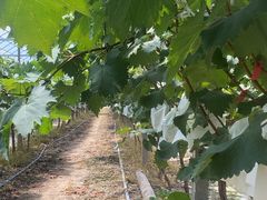 -马陆小张葡萄园农家乐