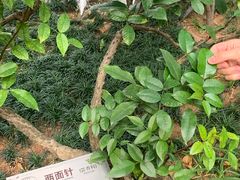-广州神农草堂中医药博物馆