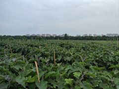 -汉长安城未央宫国家考古遗址公园