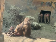 -成都动物园