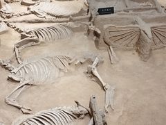 -洛阳周王城天子驾六博物馆