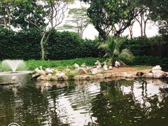 -新加坡飞禽公园