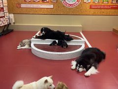 -和它·交个朋友·狗咖猫咖(爱琴海店)
