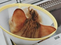 -四月宠物医院·猫专科·心脏专科·内科(转塘店)