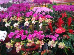 -秦美花卉(天朗·莱茵小城2期店)