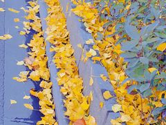 -上海市黄浦区卢湾第一中心小学