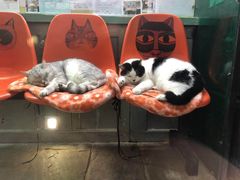 -猫咪博物馆(顶澳仔猫街店)