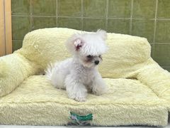 -帕帕拉兹宠物(亚洲旗舰店)