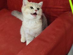 -东方名猫馆·英短金渐层布偶猫舍(环线广场1号楼店)