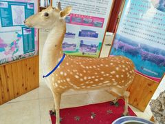 -北京鹿世界主题园