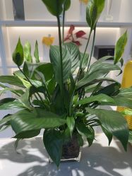 -吉艺心专业美发造型