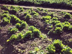 -前小桔亲子创意农场·草莓采摘·露营烧烤