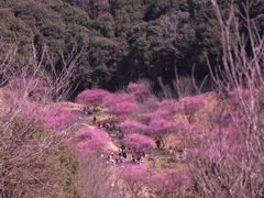 -新建村梅花