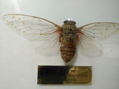 -上海昆虫博物馆