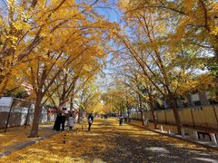 -三里屯东五街银杏大道