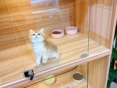 -猫十亿·布偶金渐层·曼基康矮脚猫舍(青年路店)