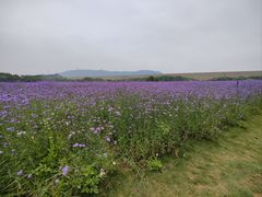 -光明小镇欢乐田园