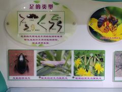 -上海昆虫博物馆