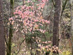 -五营红松林海景区