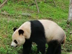 -都江堰中华大熊猫苑