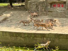 -常州淹城野生动物世界