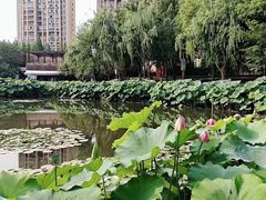 -陈家山荷花公园