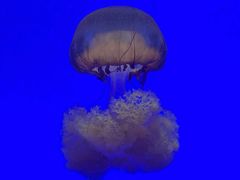 -上海海洋水族馆