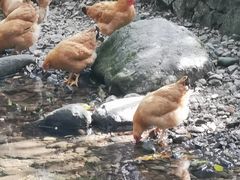 -东天目山风景区