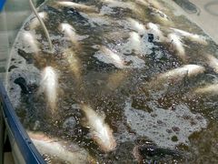 android_upload_pic-雪野鱼头大王邢府公老店(雪野湖店)