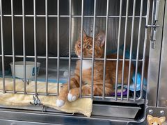 -美联众合动物医院·24h京西诊疗中心