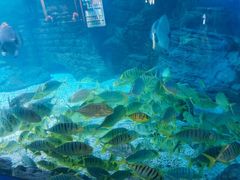 -烟台海昌鲸鲨海洋公园