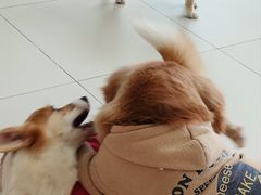 -怪兽屋·羊驼·猫咖·狗咖(俊华广场店)