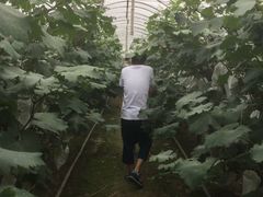 -马陆小张葡萄园农家乐