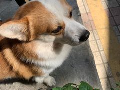 -小梁哥云吞面(黄贝岭店)