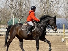 -北京群众马术培训基地