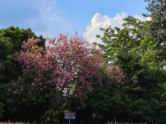 -南宁南湖公园