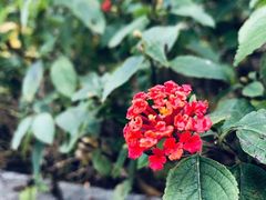 -大渡口区义渡公园