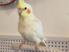 -吉丁鸟咖·异宠·寄养