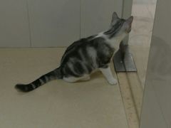 -瑞鹏宠物医院·骨科·猫科·内科(第一中心)