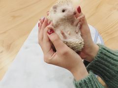 -藦茜花园宠物主题亲子互动体验馆(国顺东路店)