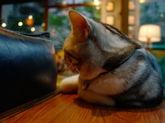 -咖法森林·咖啡  酒吧(天河店)