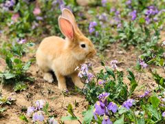 -苹果树下艺术餐厅(通州店)