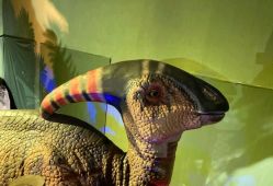 -恐龙探索乐园(磁器口店)