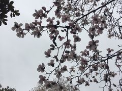 -东吴面馆(金门路金门国际商业广场店)