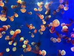 -成都浩海立方海洋公园