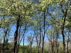 -大兴滨河森林公园